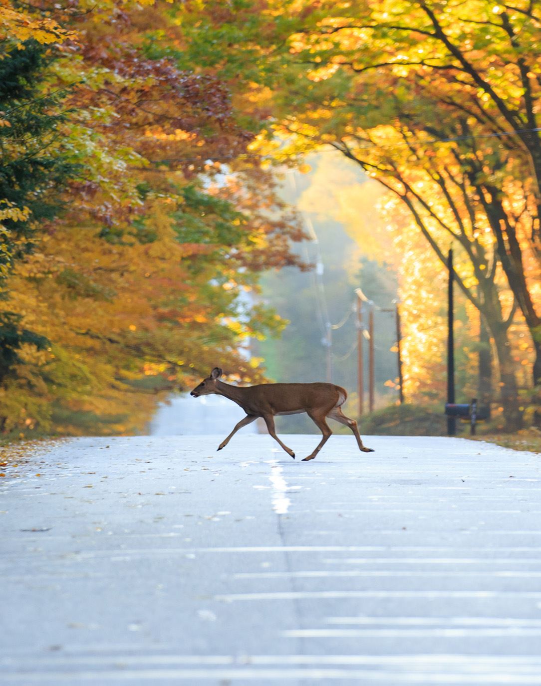 Deer in road nf size