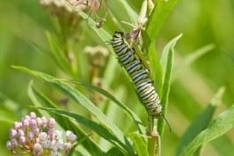 Monarch caterpillars