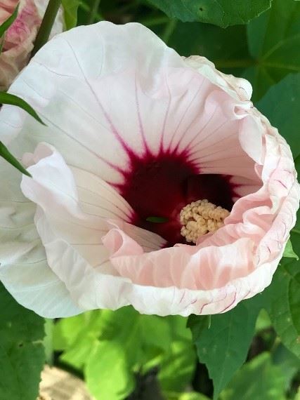 Swamp Mallow