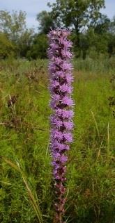 Swamp Milkweed_5 ft tall
