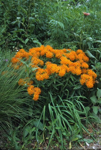 butterfly weed