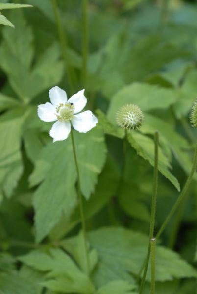 tall thimbleweed