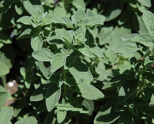 Italian Oregano Cropped